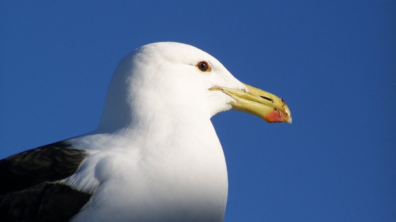 Seagull Head Profile — White