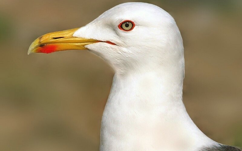 Seagull Head