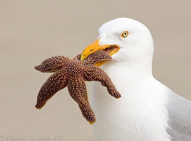Seagull Holding Starfish