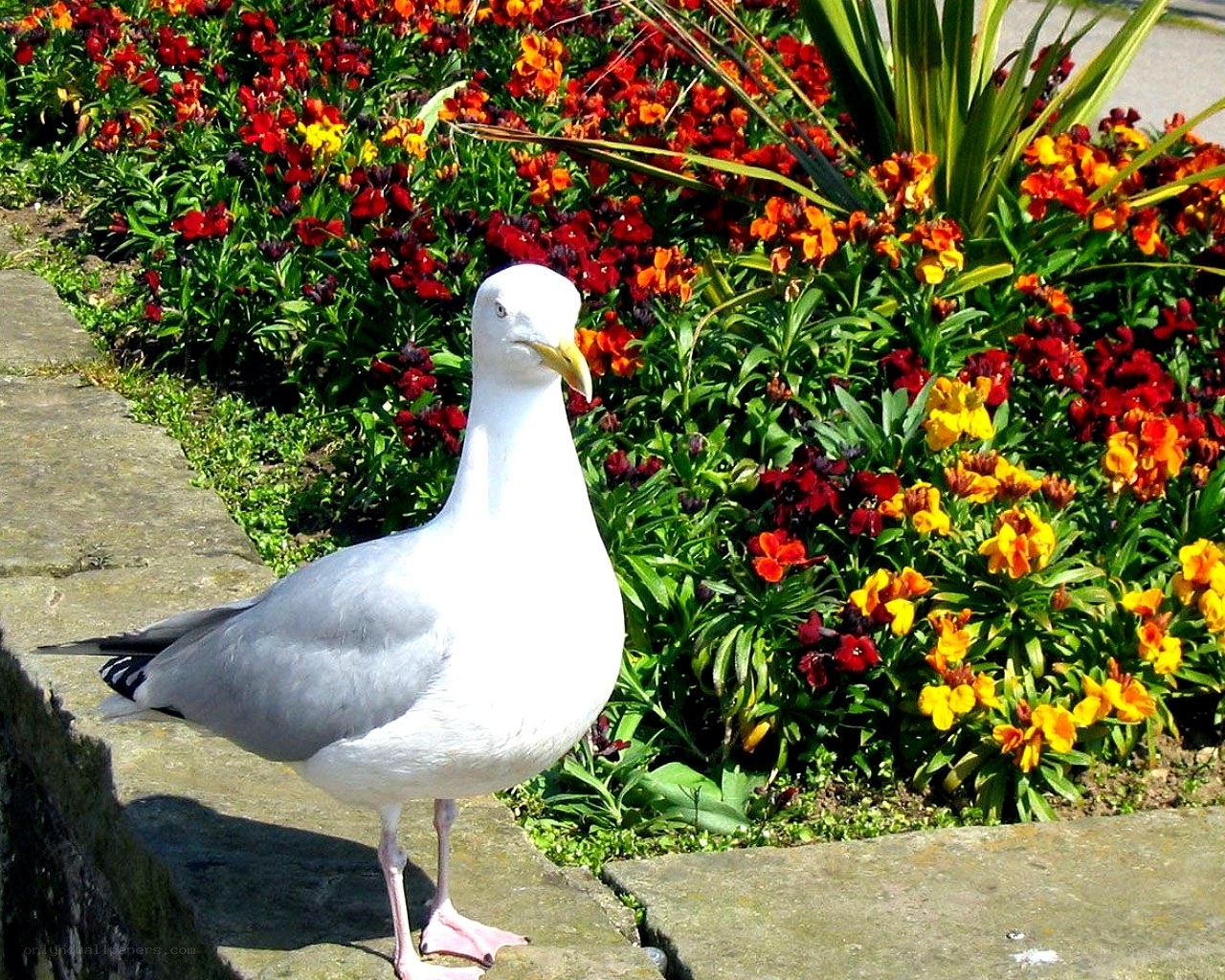 Seagull in a flower garden