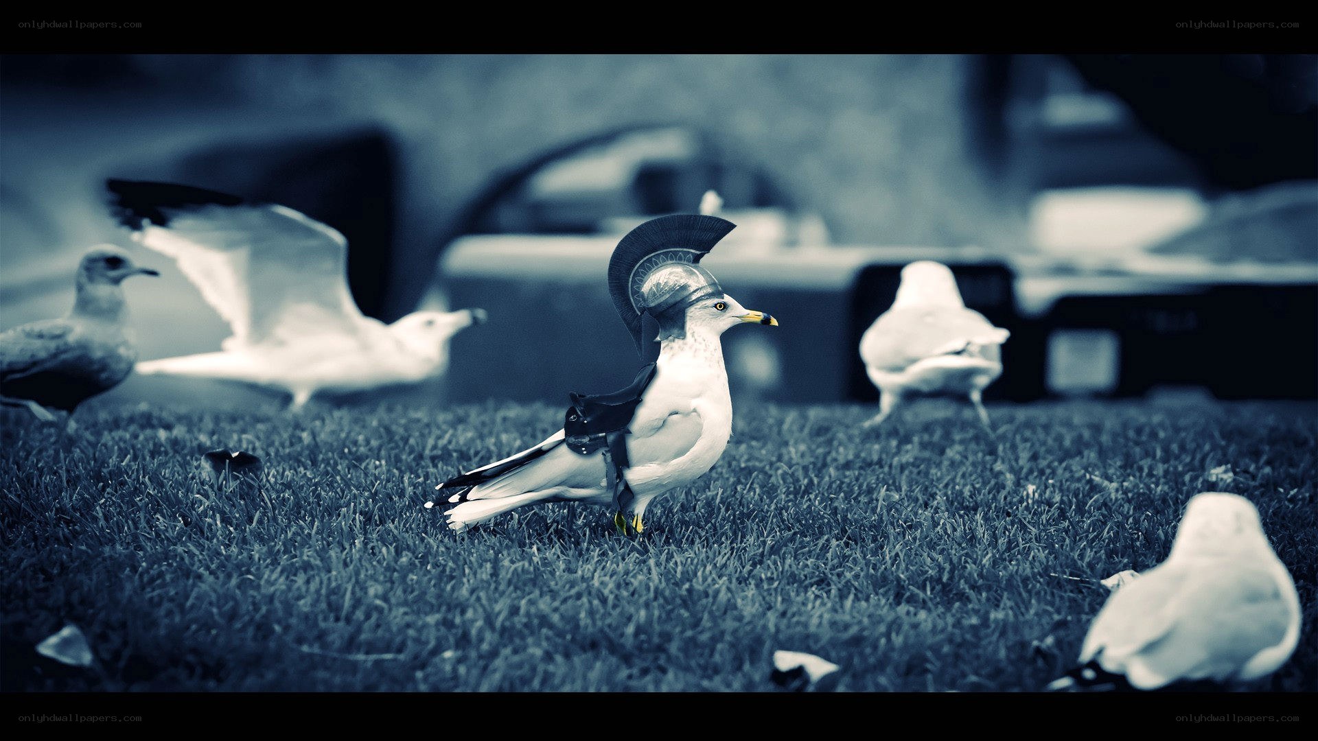 Seagull in a helmet