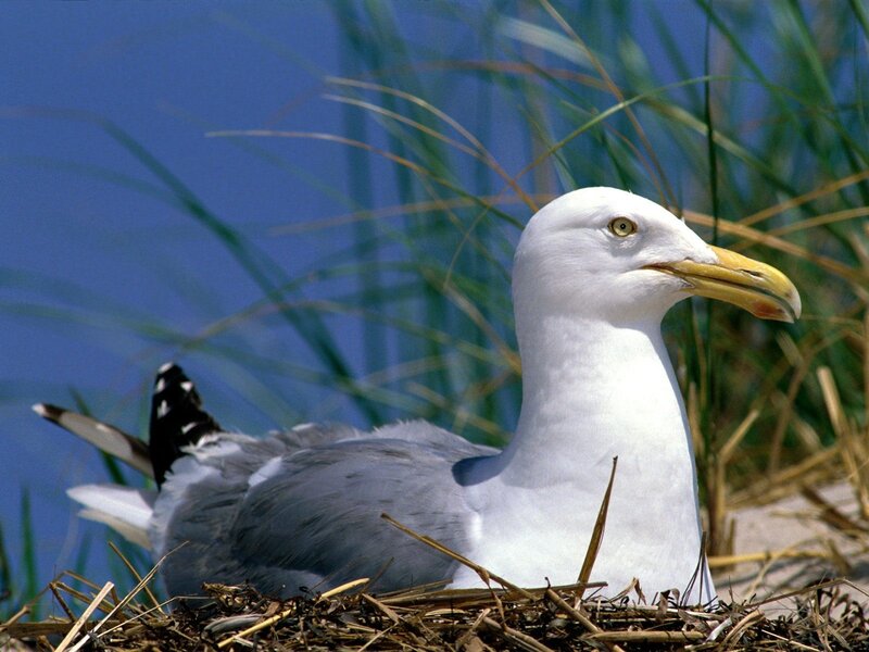 Seagull in a nest