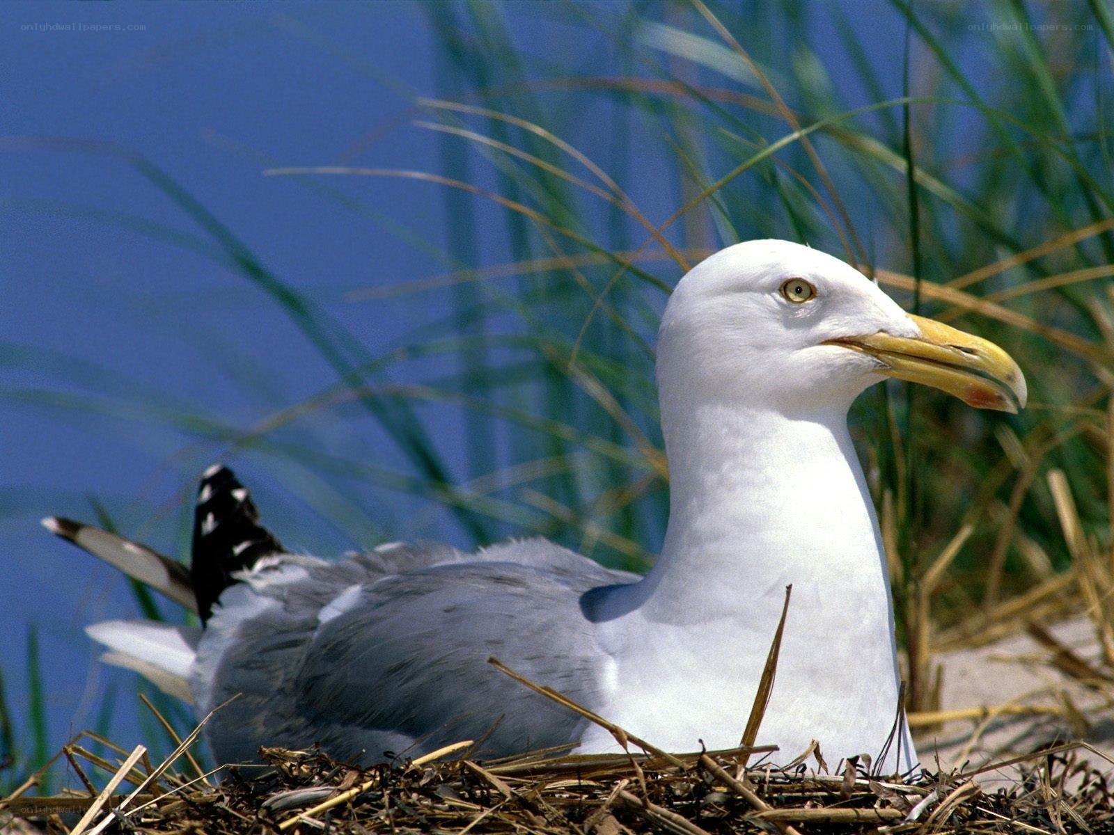 Seagull in a nest
