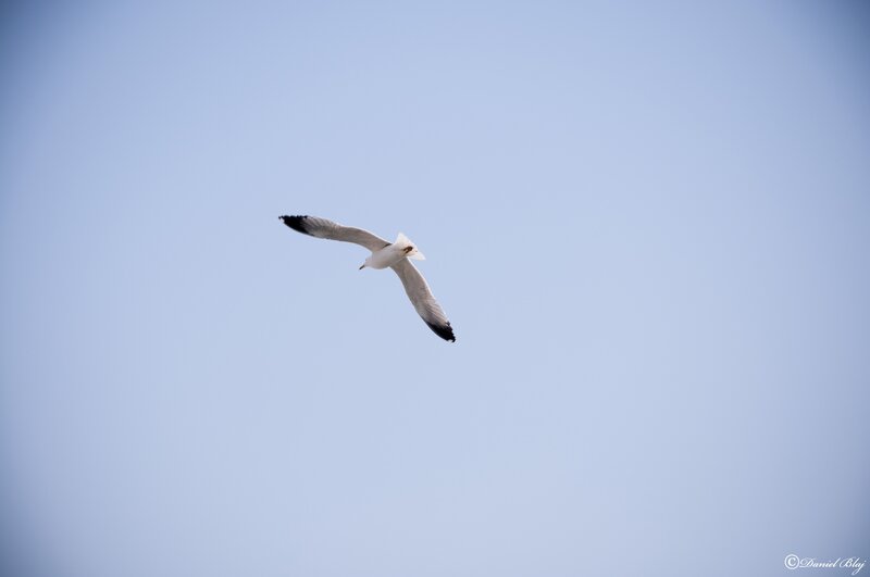 Seagull in flight