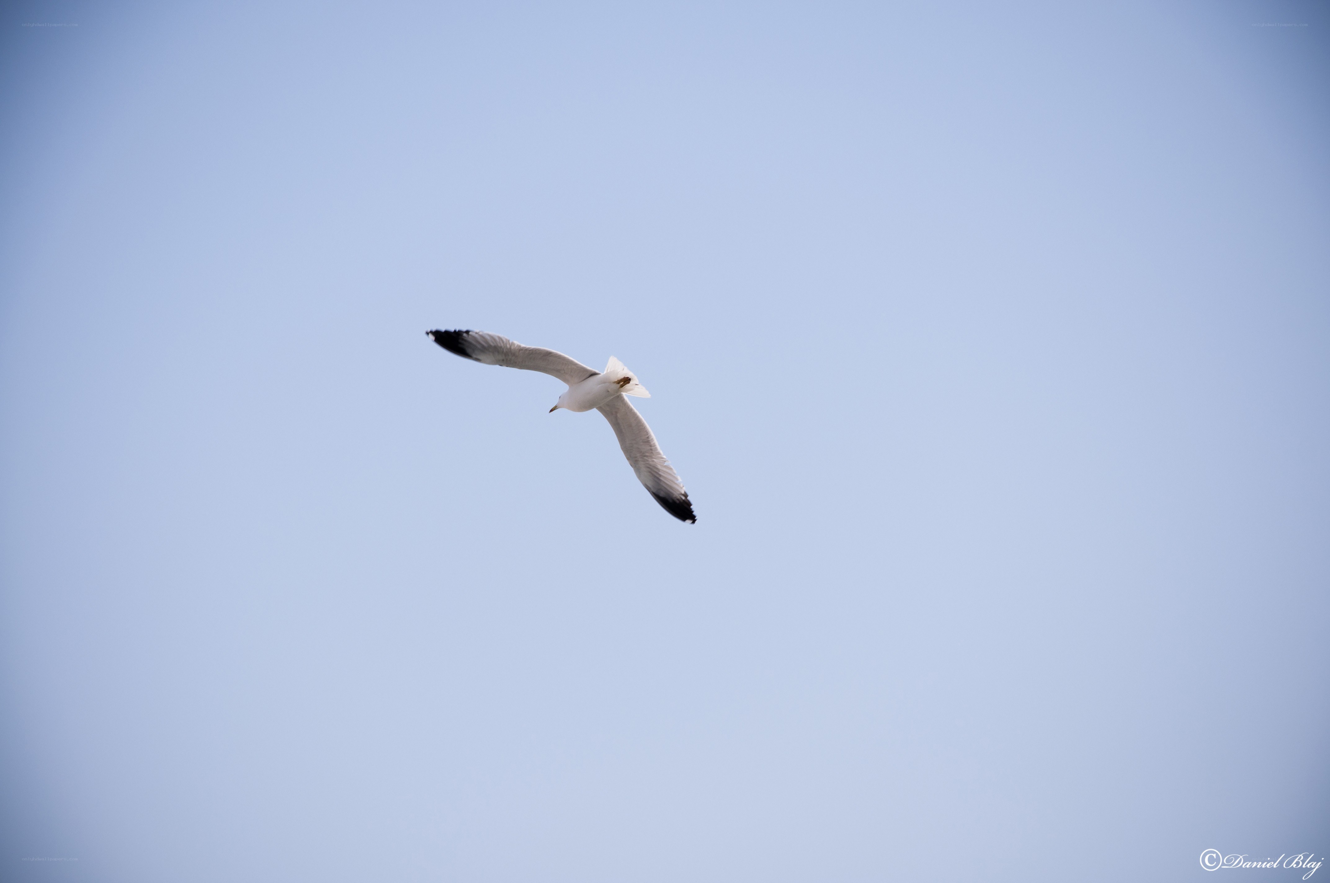 Seagull in flight