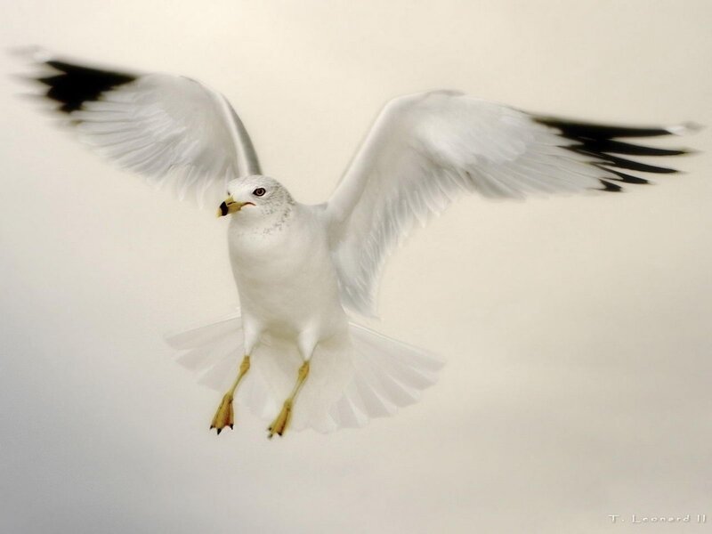 Seagull in Flight