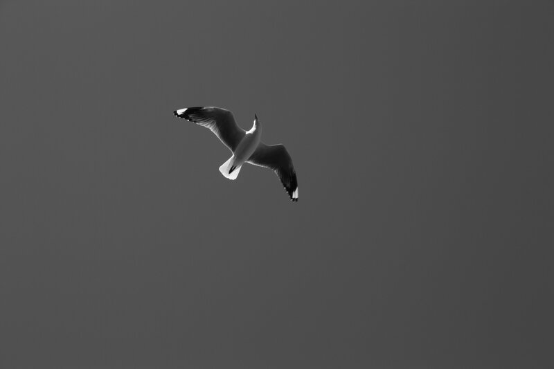 seagull in flight