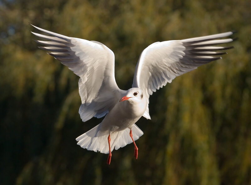 seagull in flight