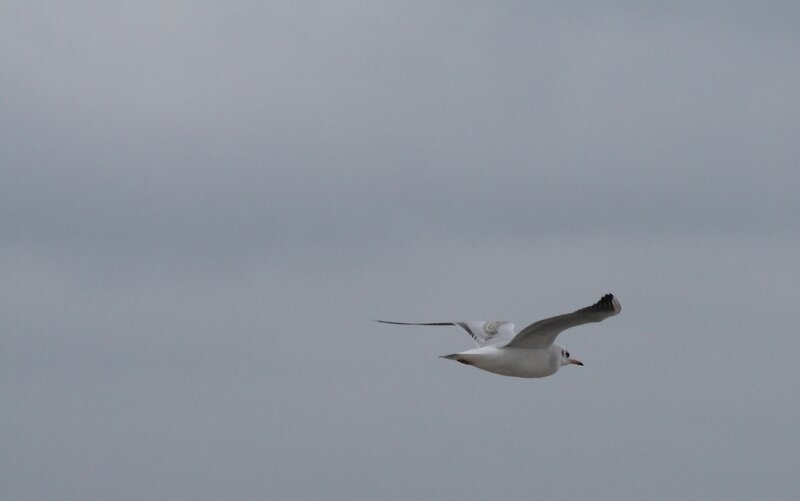 seagull in flight