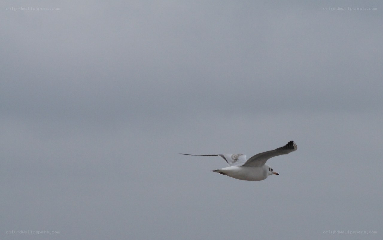 seagull in flight