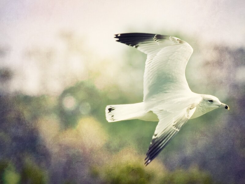 seagull in flight