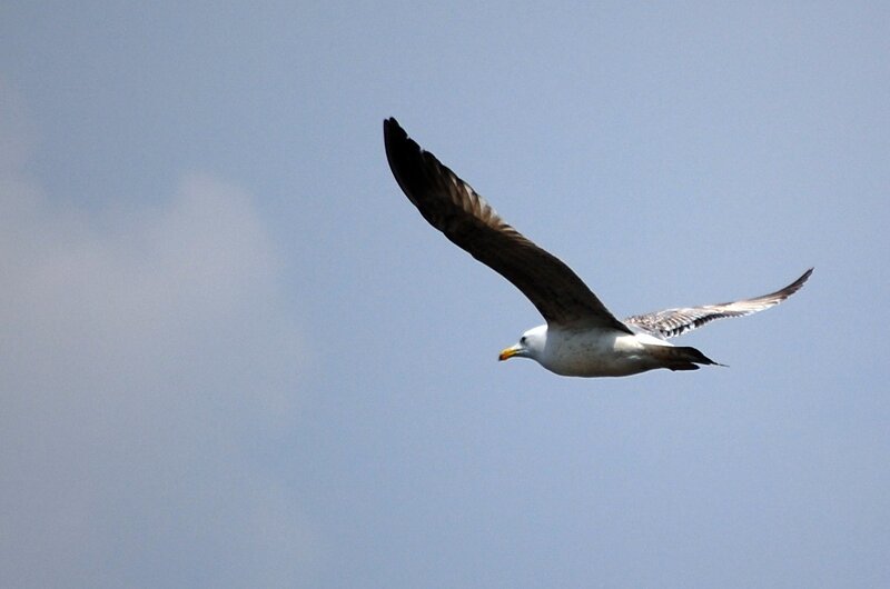 seagull in flight