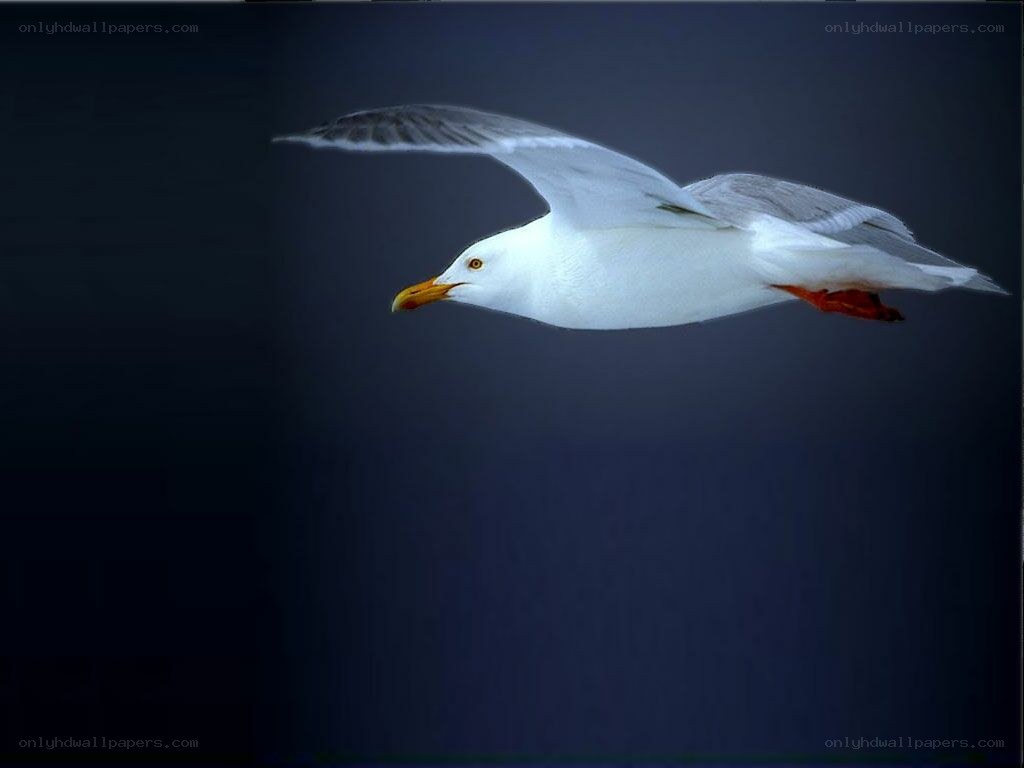 seagull in flight