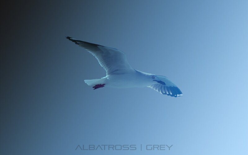 seagull in flight