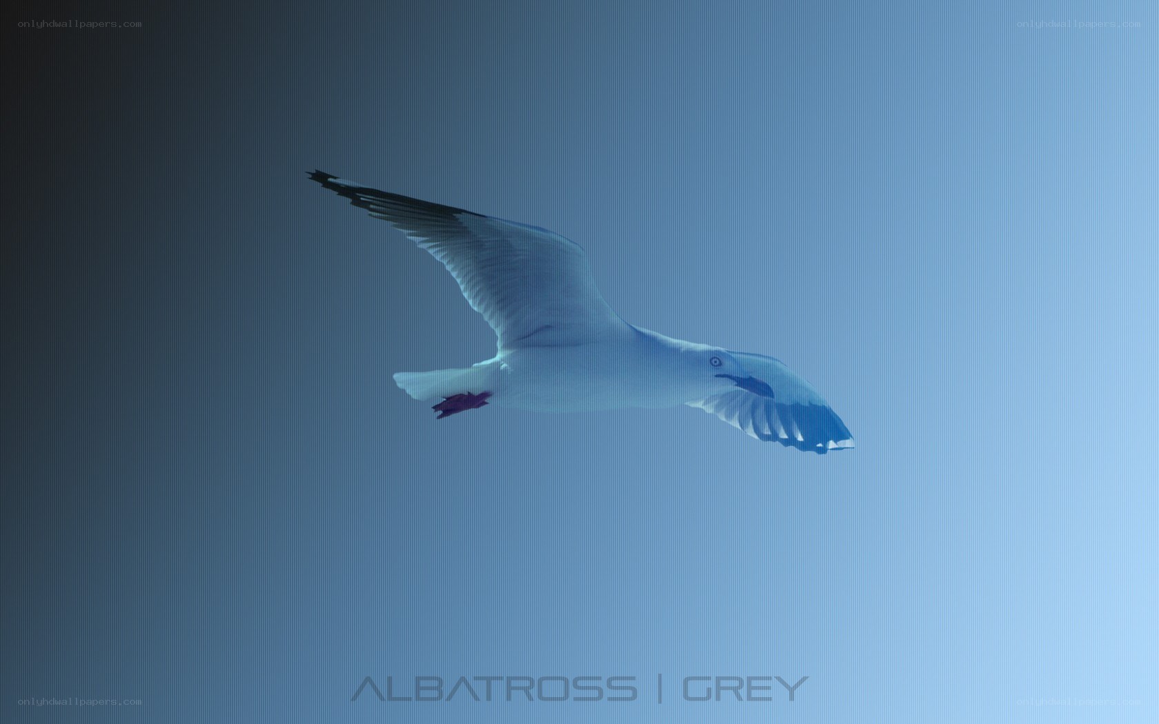seagull in flight