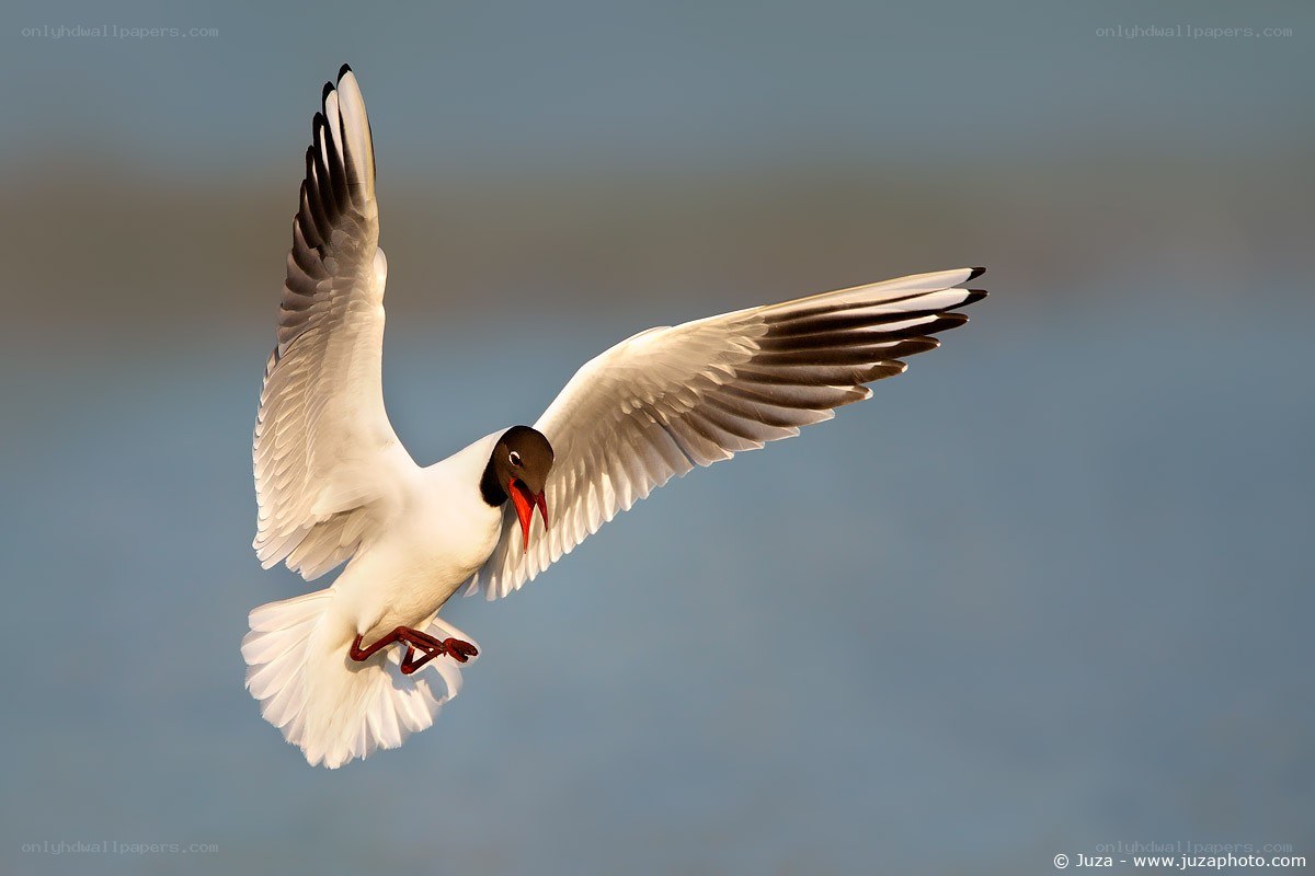 seagull in flight