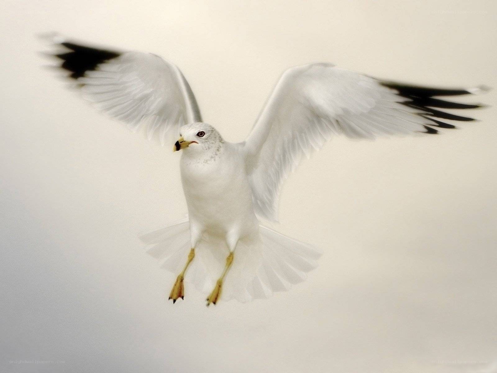 seagull in flight