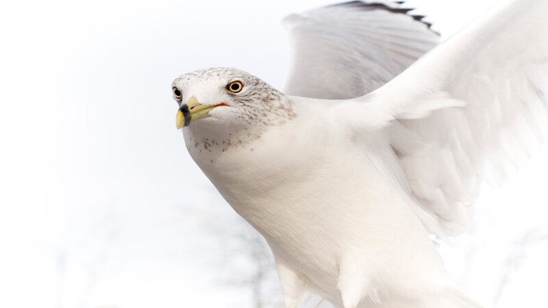 seagull in flight