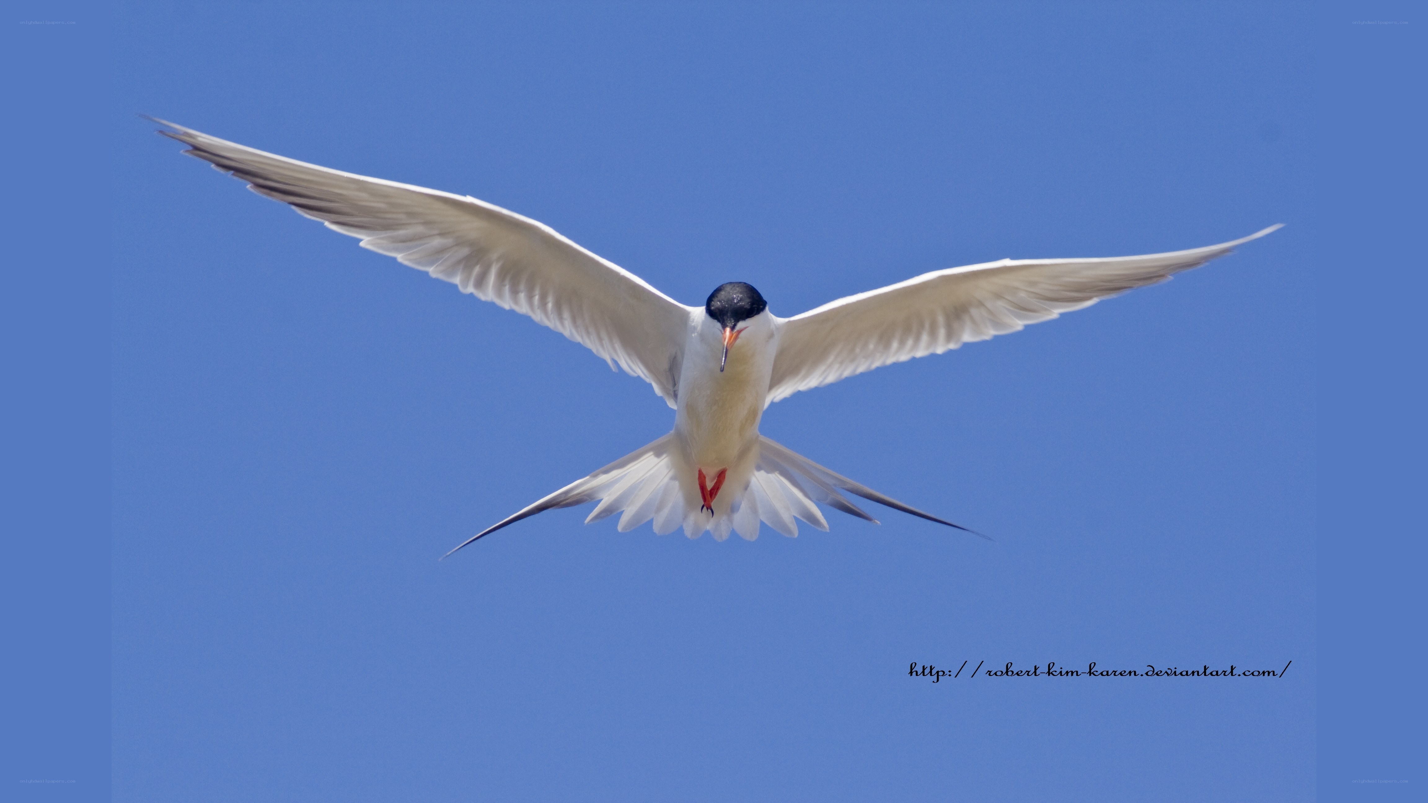 seagull in flight