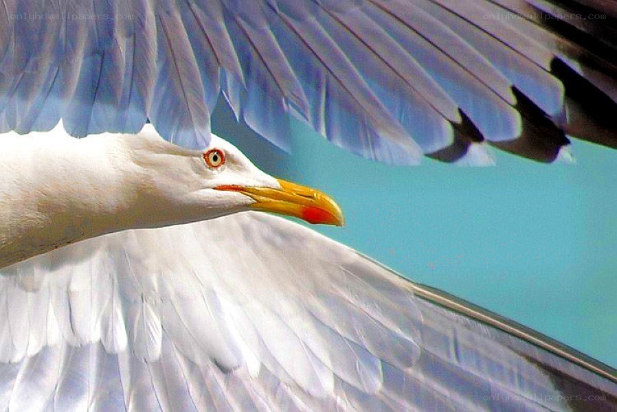 Seagull in flight