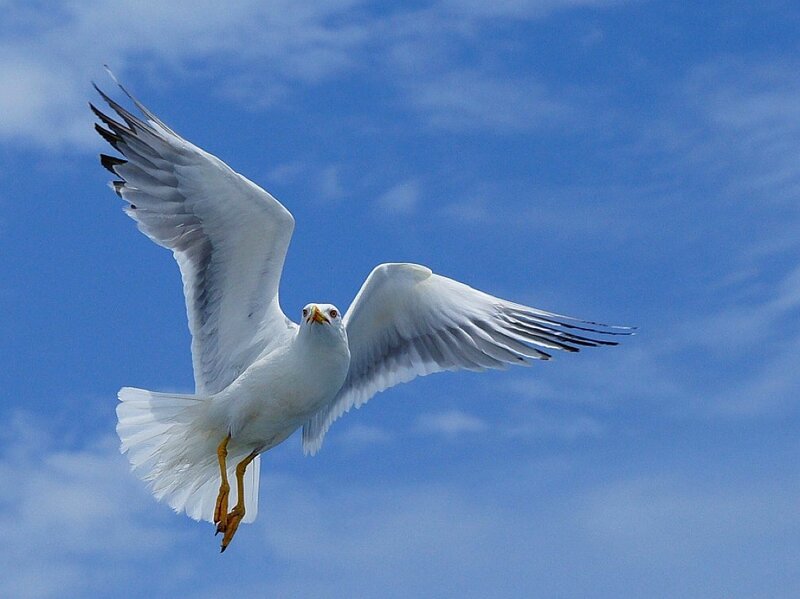 seagull in flight