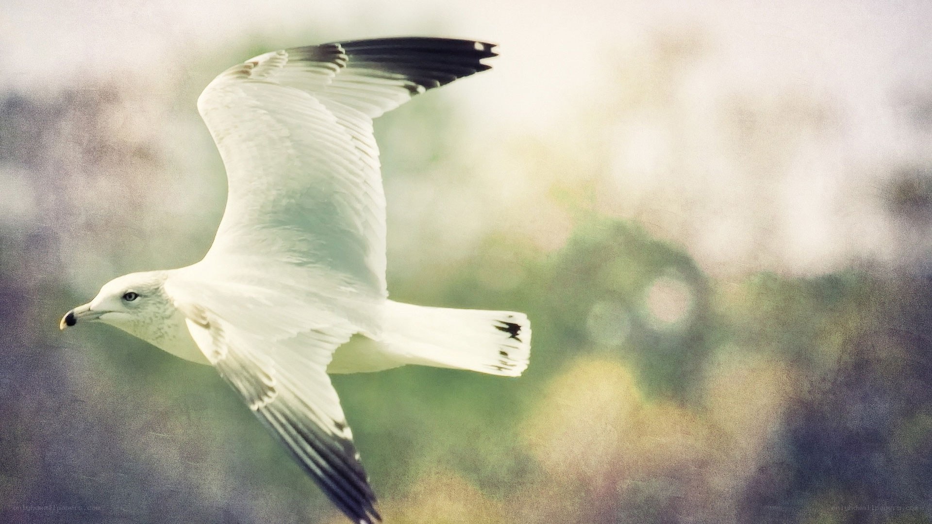 Seagull in Flight
