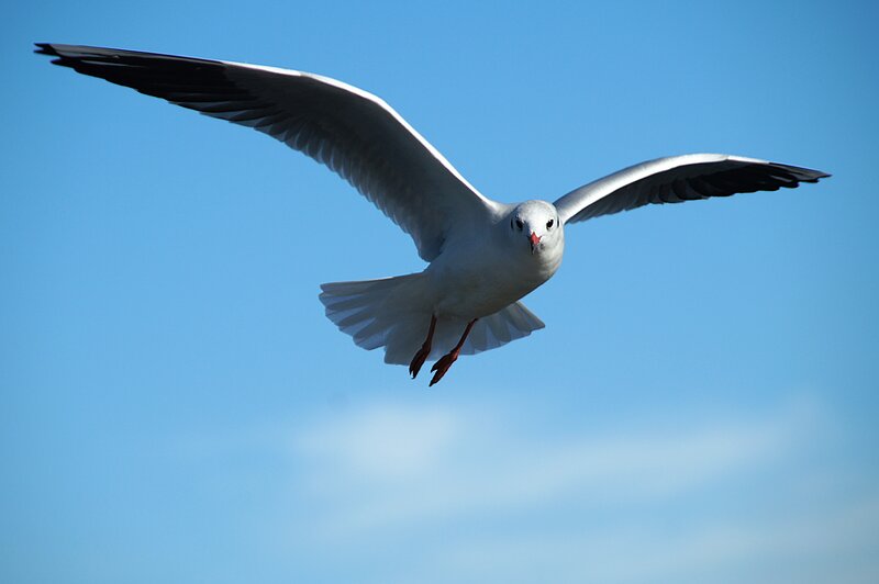 seagull in flight