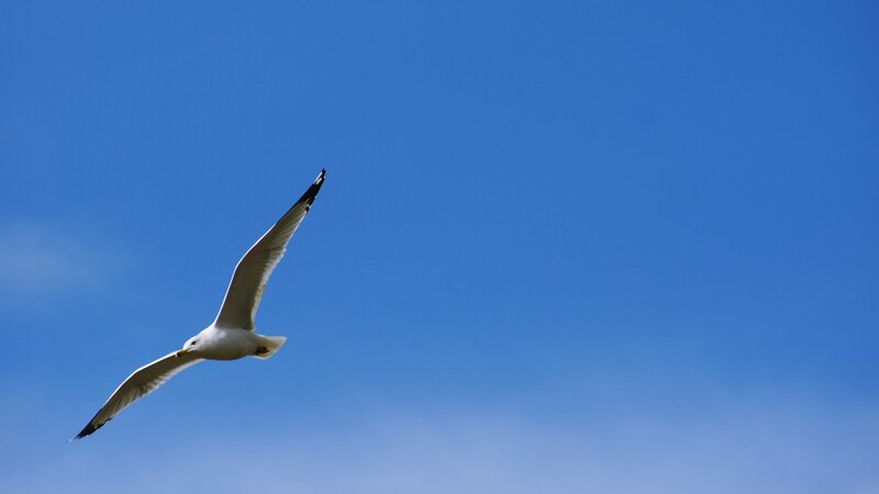 Seagull in Flight — Afternoon, Photograph