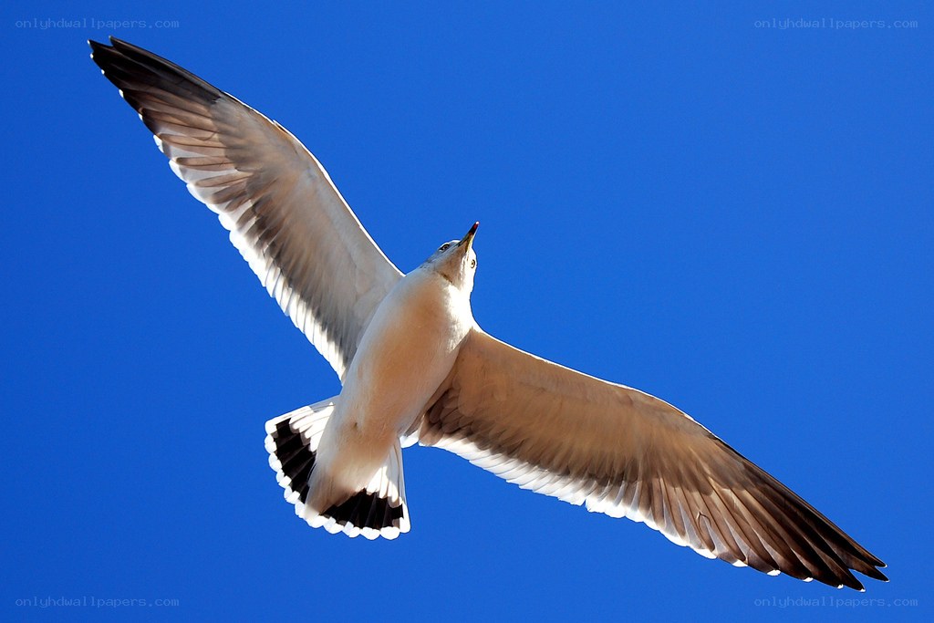 seagull in flight against blue sky
