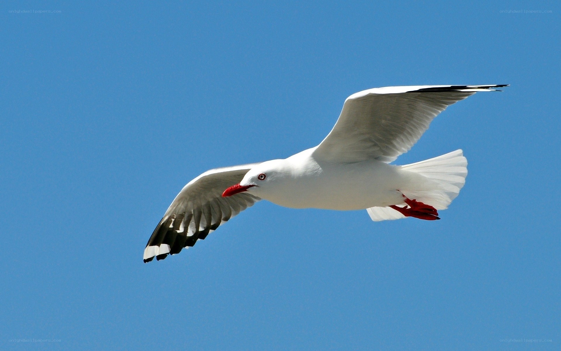 Seagull in flight against blue sky