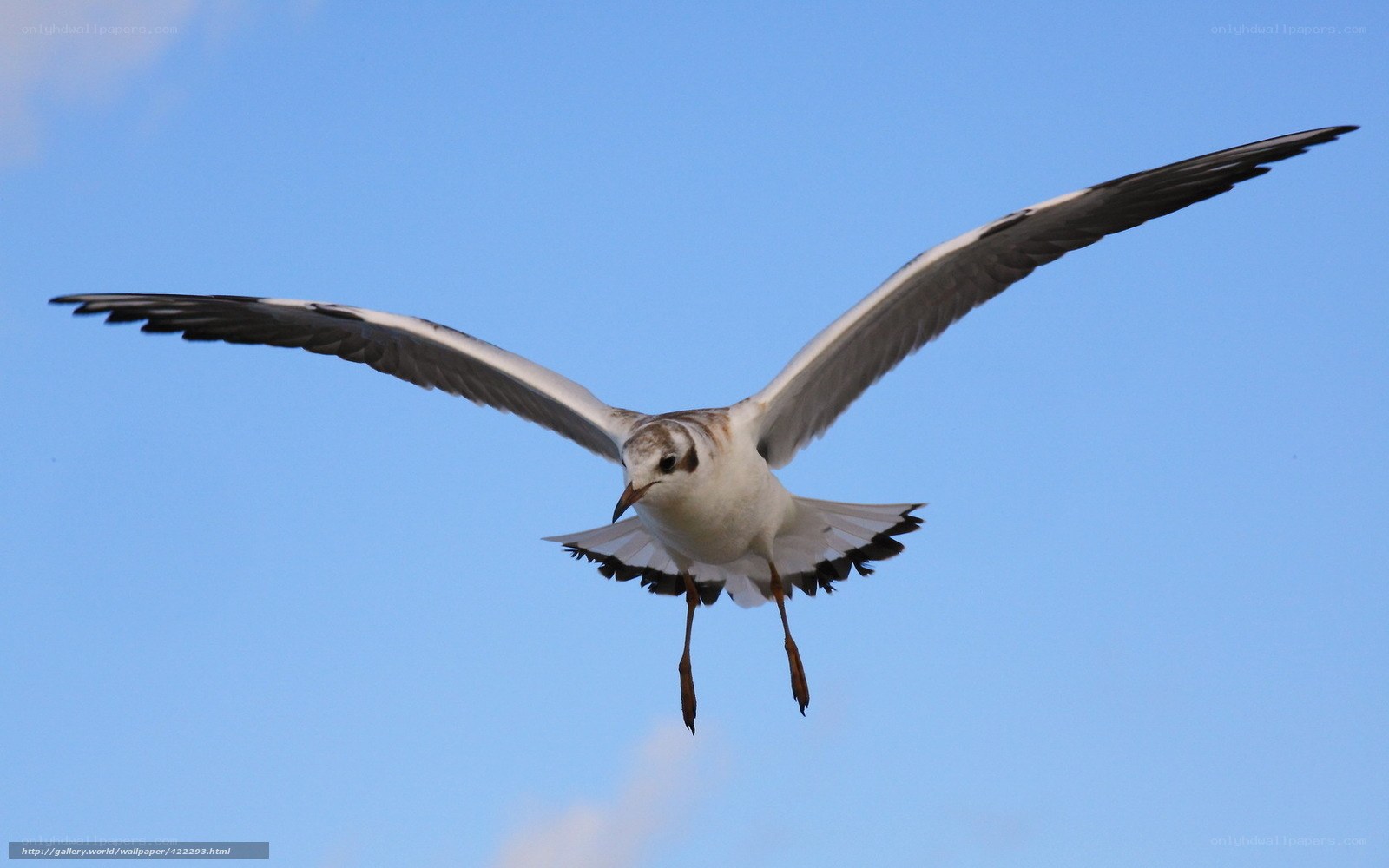 seagull in flight against blue sky