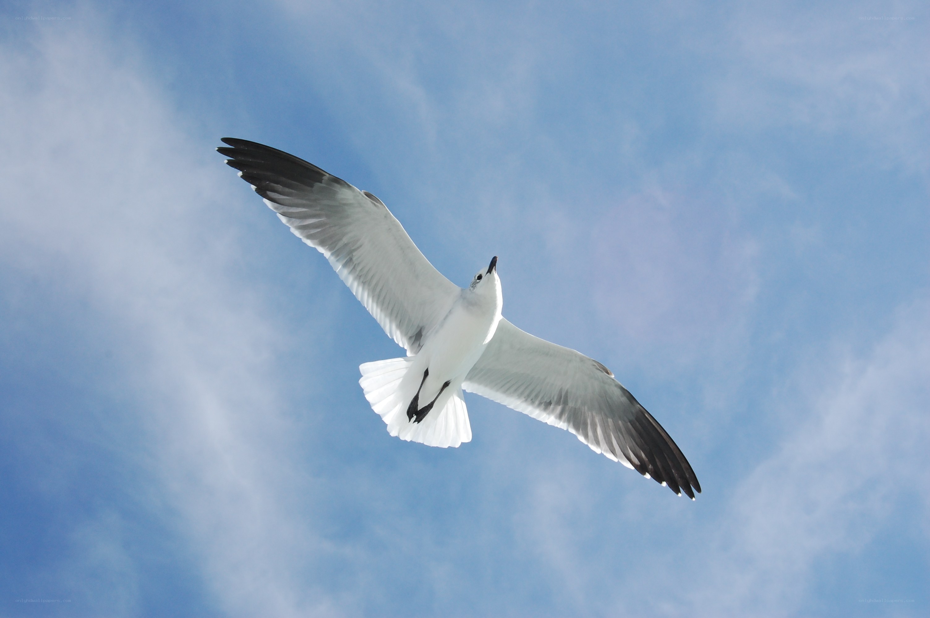 Seagull in flight against blue sky