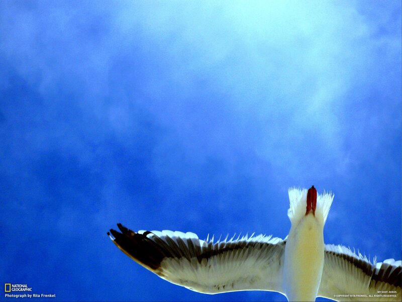 Seagull in flight against blue sky