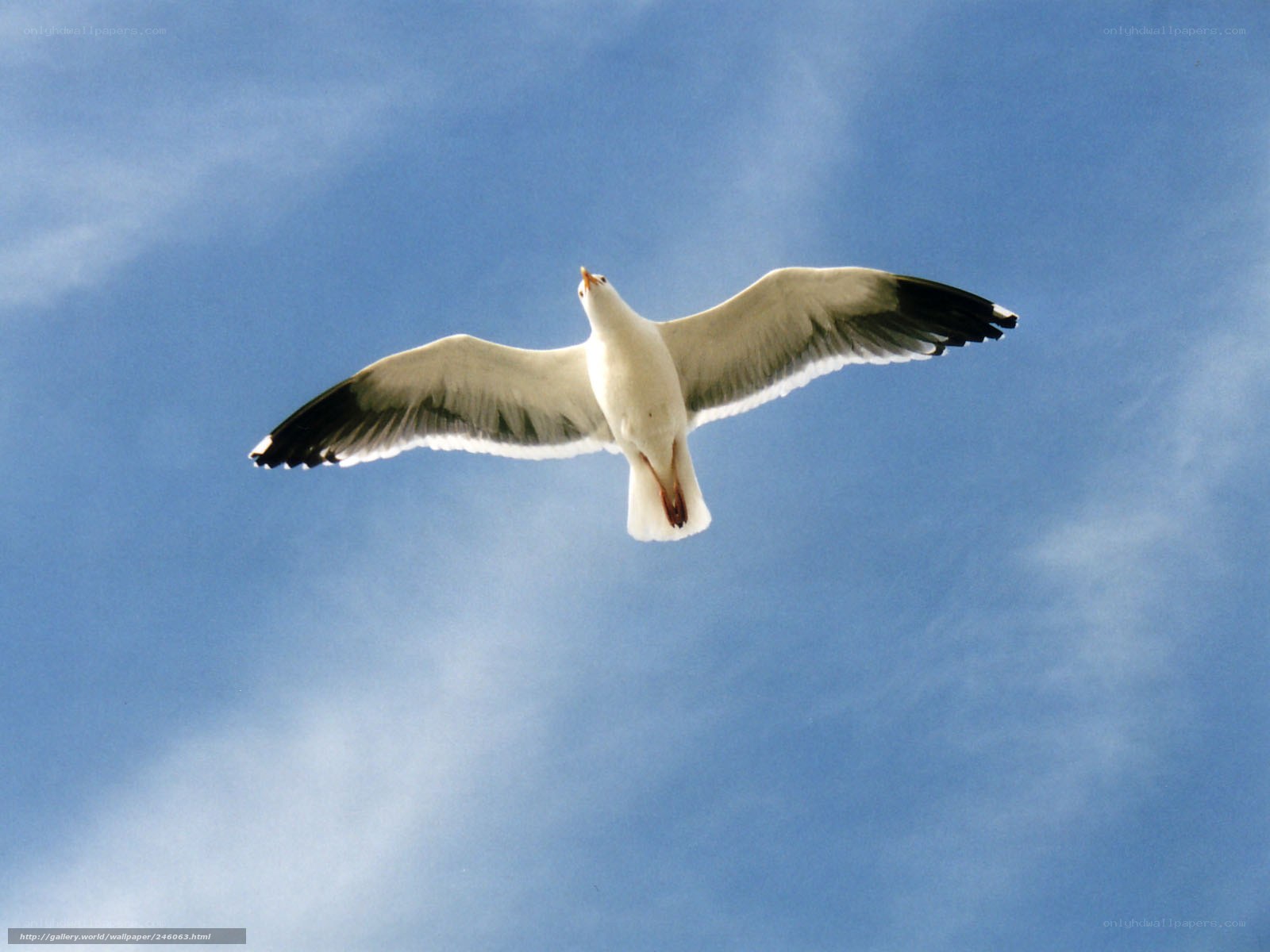 Seagull in flight against blue sky