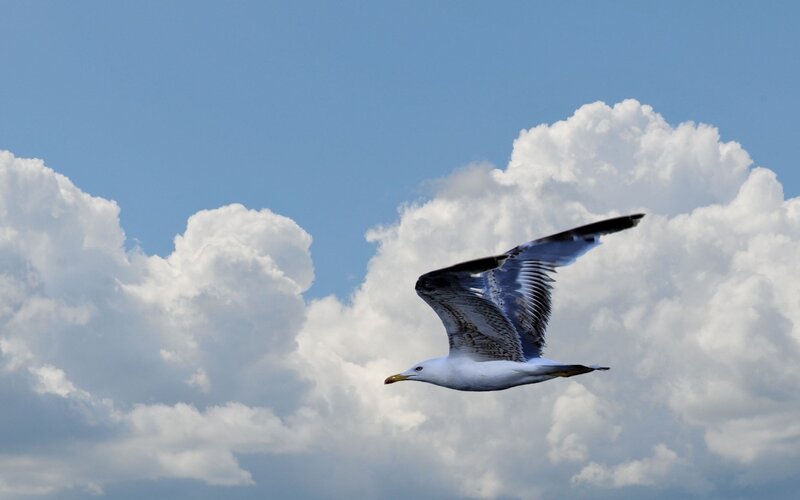 Seagull in flight against clouds
