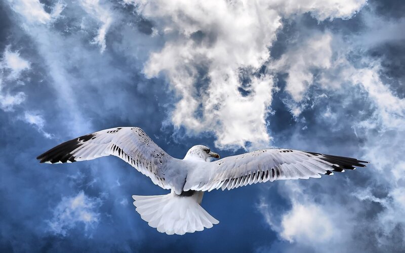Seagull in flight against cloudy sky