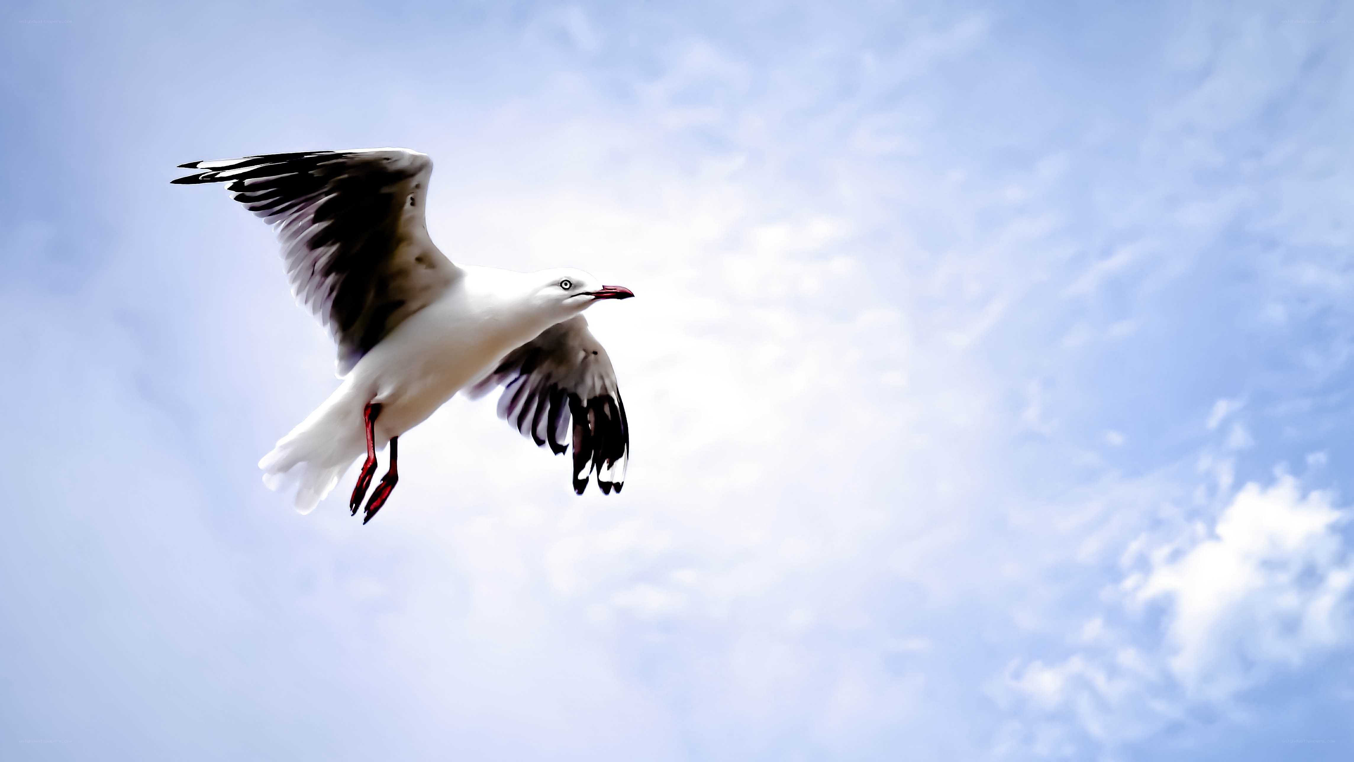 seagull in flight against sky