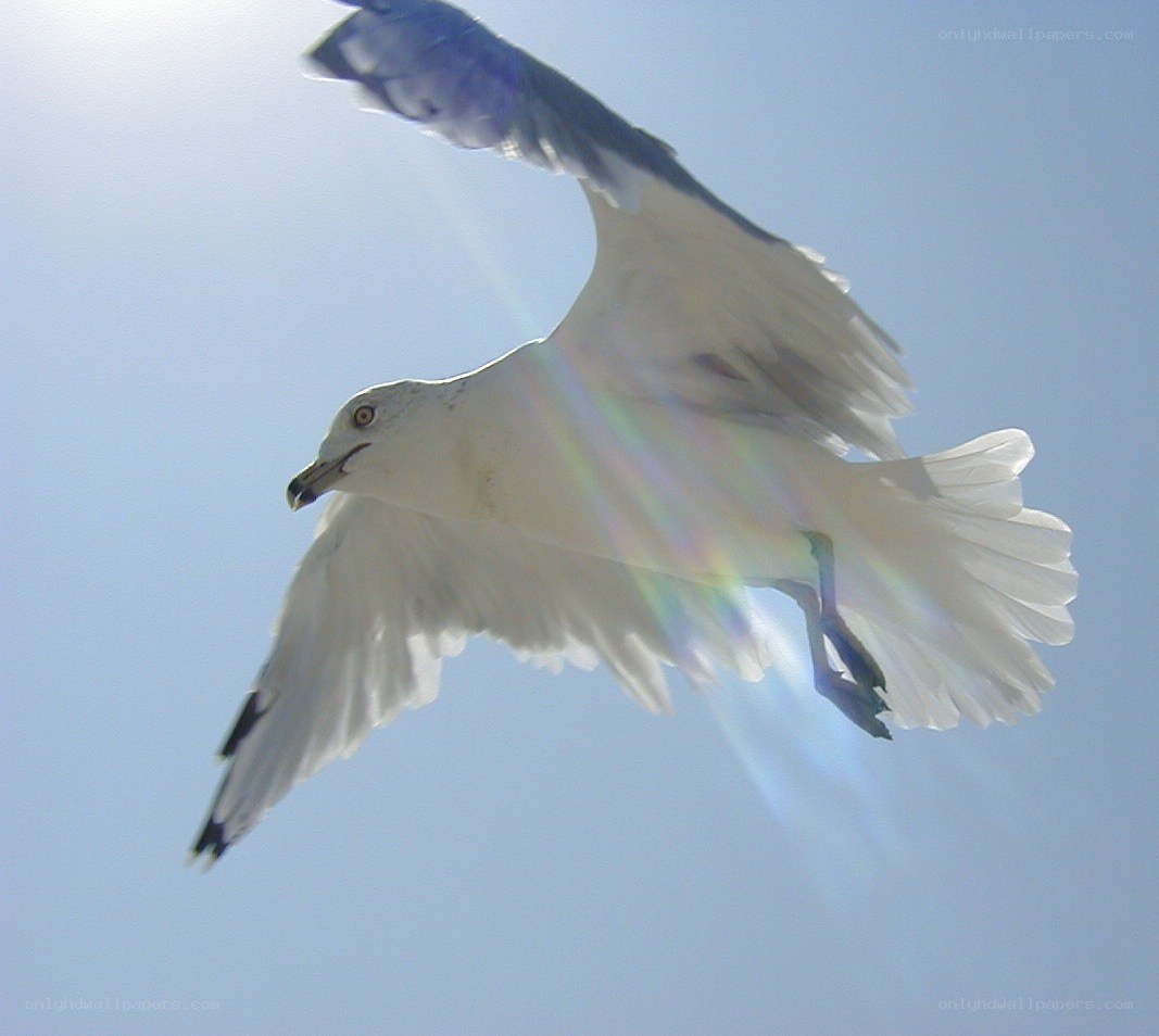 seagull in flight against sun