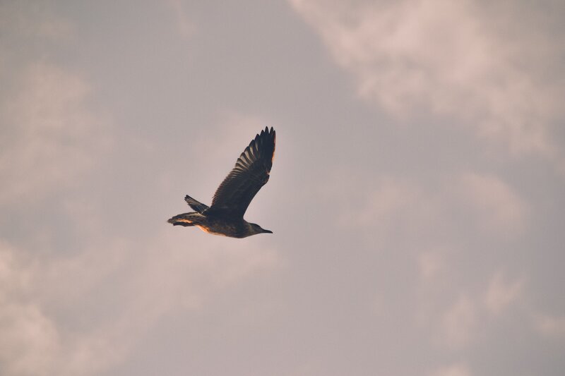 Seagull in flight at dusk