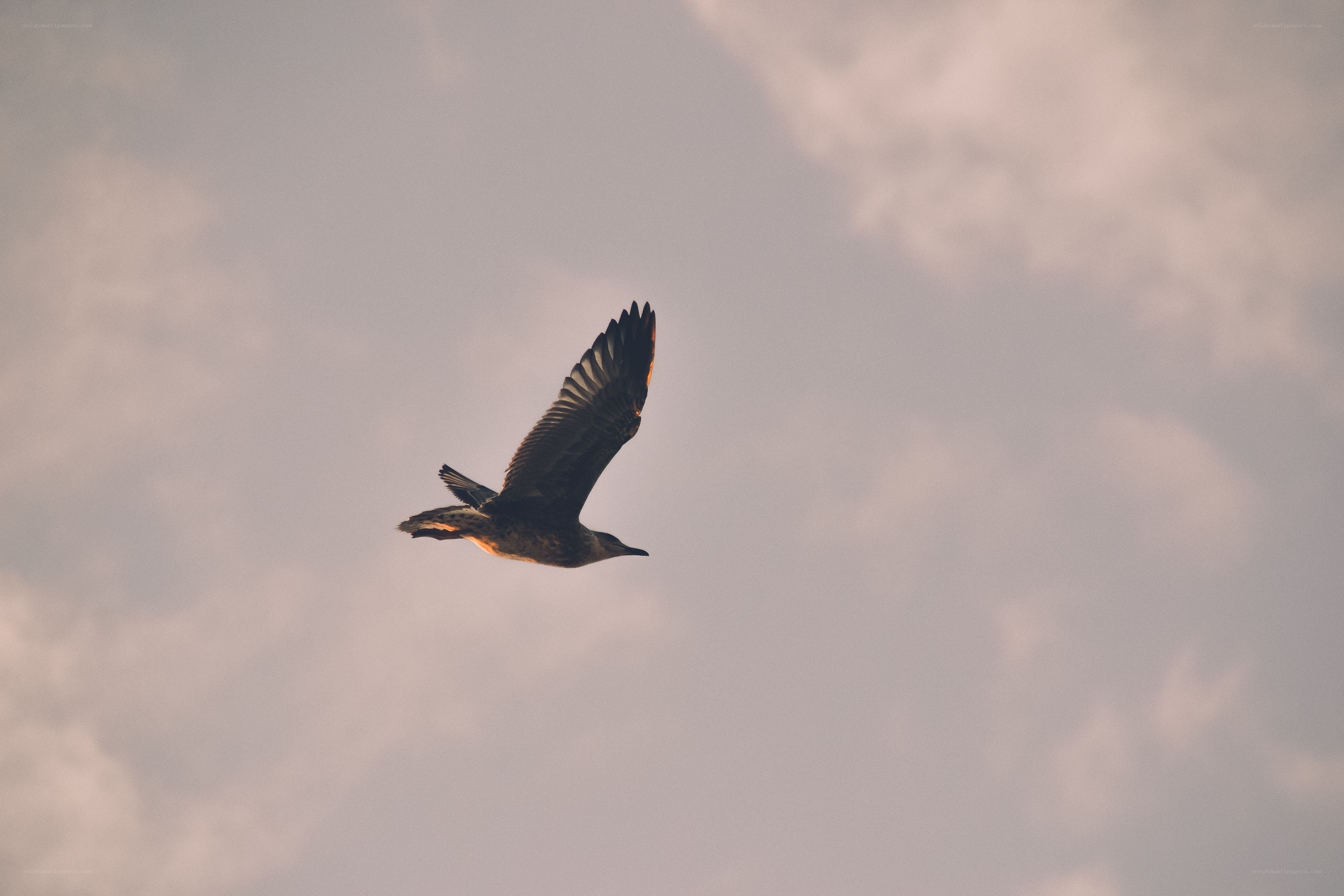 Seagull in flight at dusk