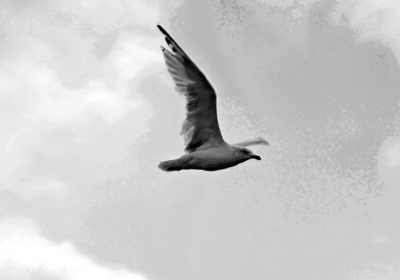 Seagull in Flight — Black, Calm