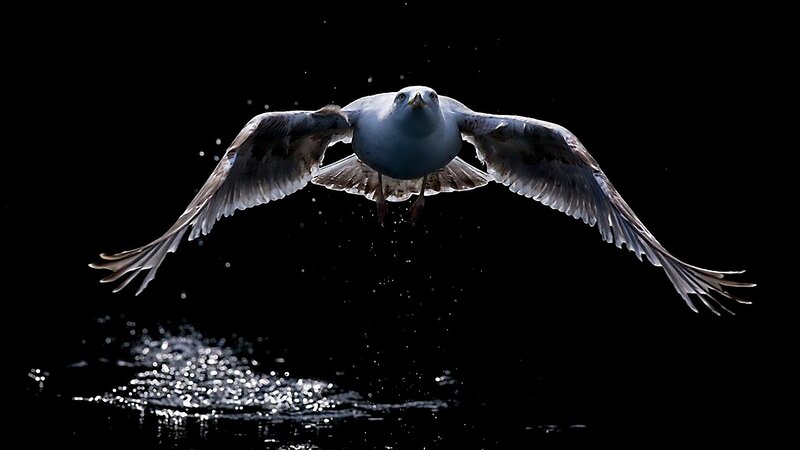 Seagull in Flight — Black, Dramatic, Night, Photograph