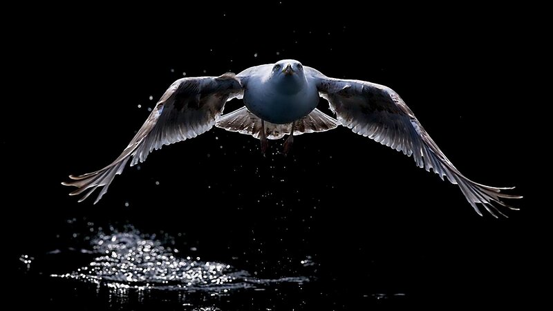 Seagull in Flight — Black, Dramatic, Night
