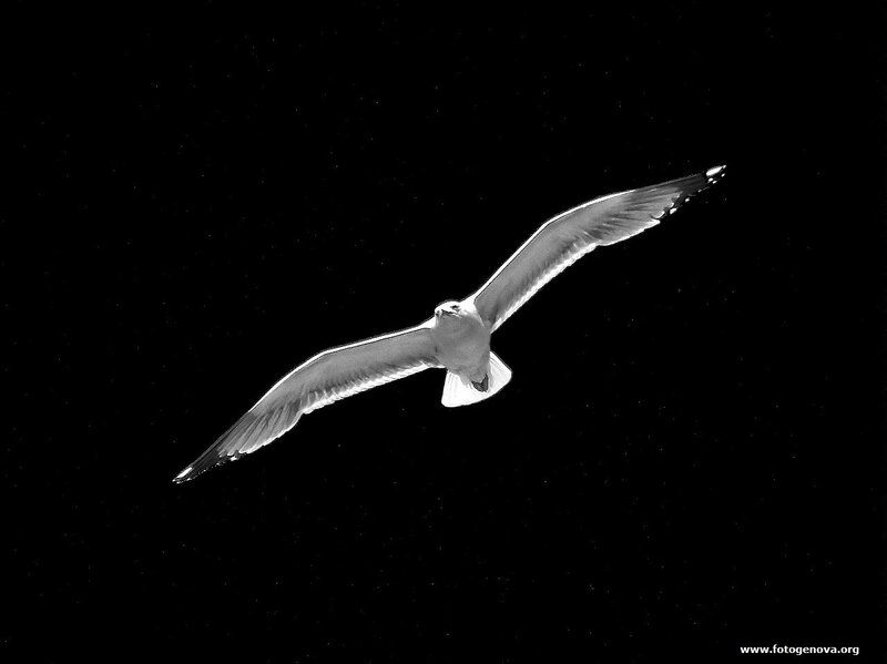 Seagull in Flight — Black, Dramatic