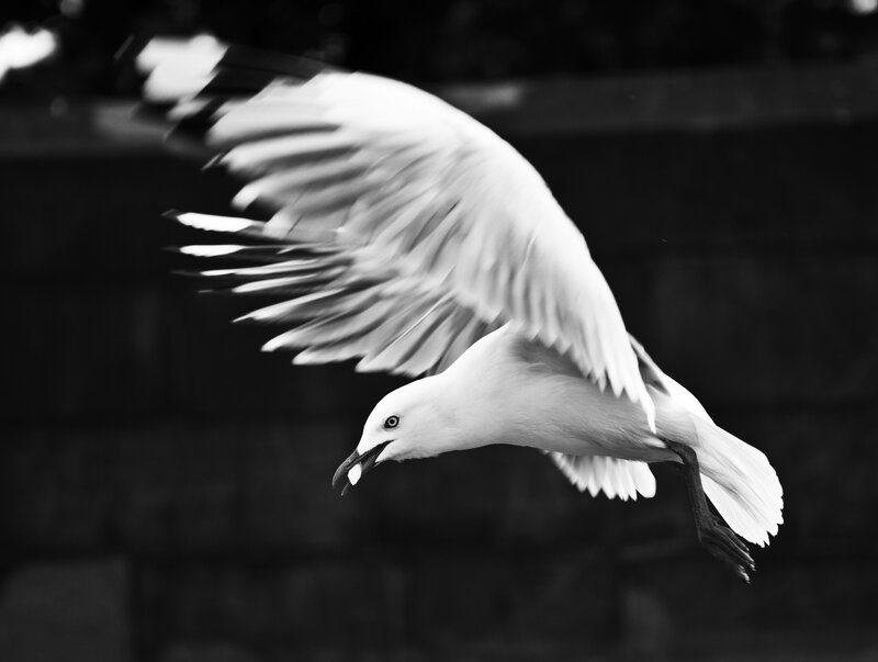 Seagull in Flight — Black, Dynamic