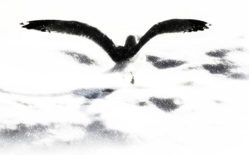 Seagull in Flight — Black