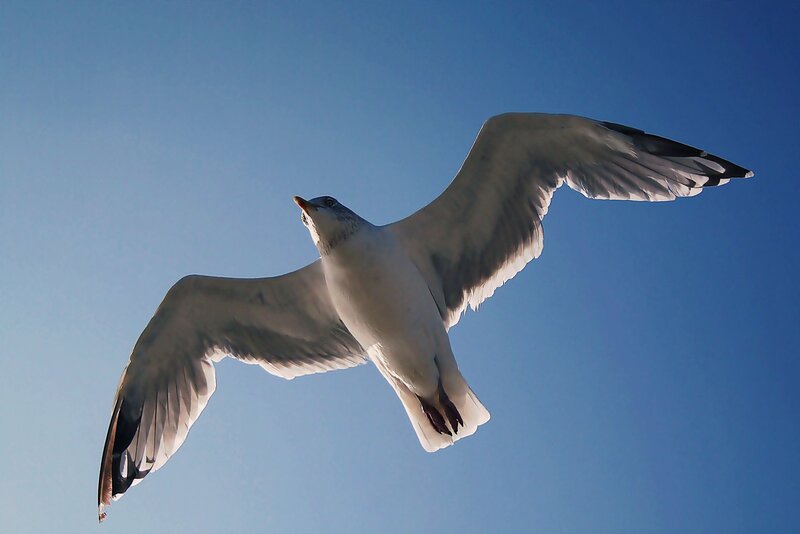 Seagull in Flight — Blue, Afternoon