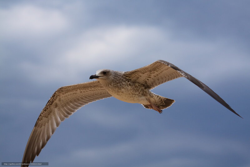 Seagull in Flight — Blue, Calm, Photograph