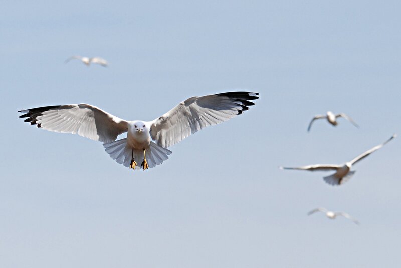 Seagull in Flight — Blue, Calm