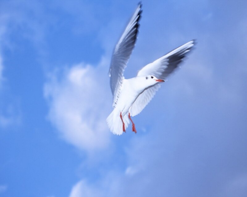 Seagull in Flight — Blue, Clouds